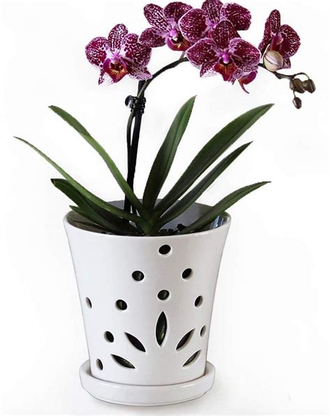orchid pots near me|potted orchids for delivery.